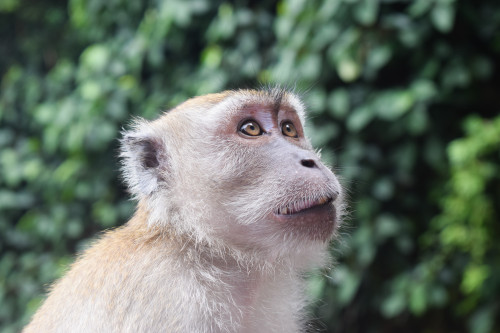 Image of a monkey